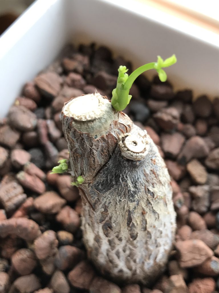 わたしはわたしに還る。