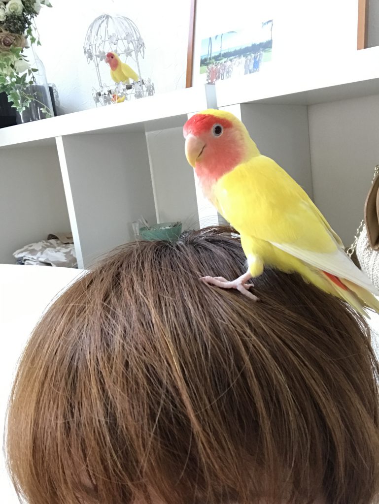 魂の本質の光。黄色の人(^O^)