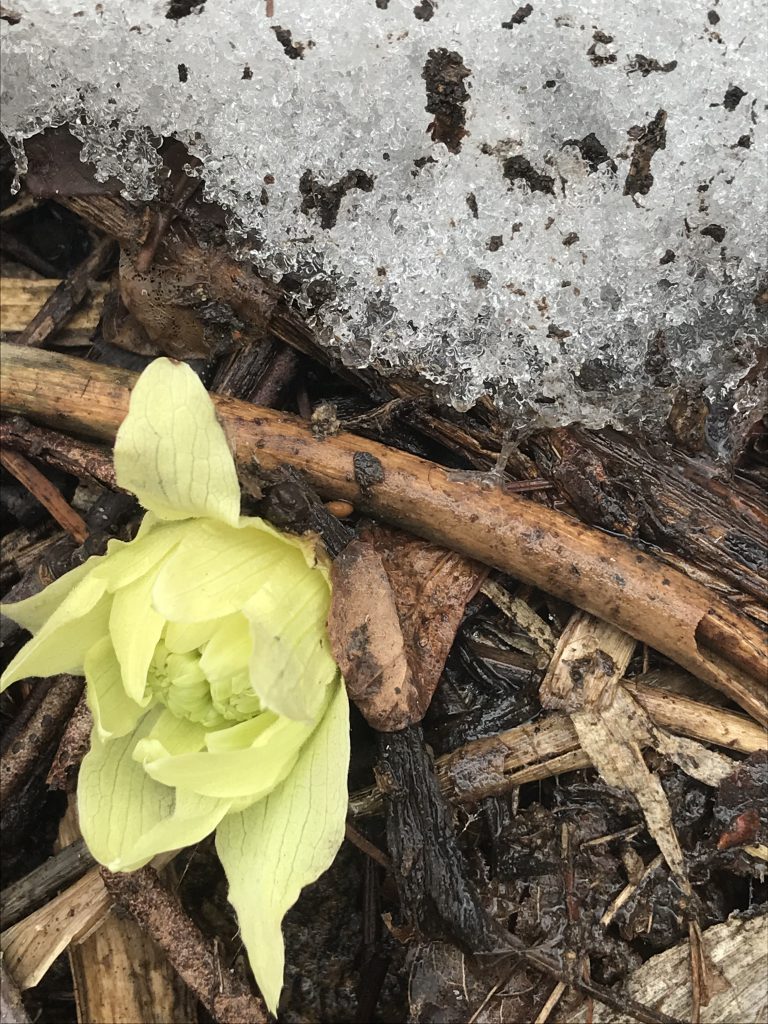 春の札幌、朝さんぽ。